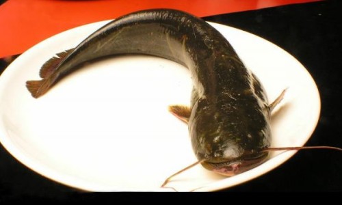 淮山汁 功效网- 淮山汁不能乱喝知识,分享淮山汁最佳搭配食物