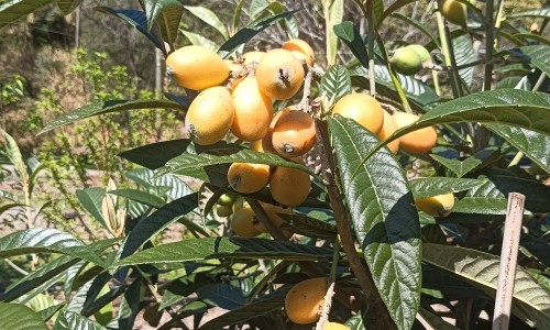 孕妇能不能吃红汉菜