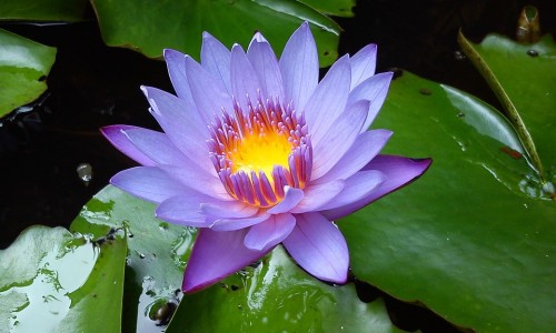 淮山汁最佳搭配食物-淮山汁 功效网- 淮山汁不能乱喝知识,分享淮山汁最佳搭配食物